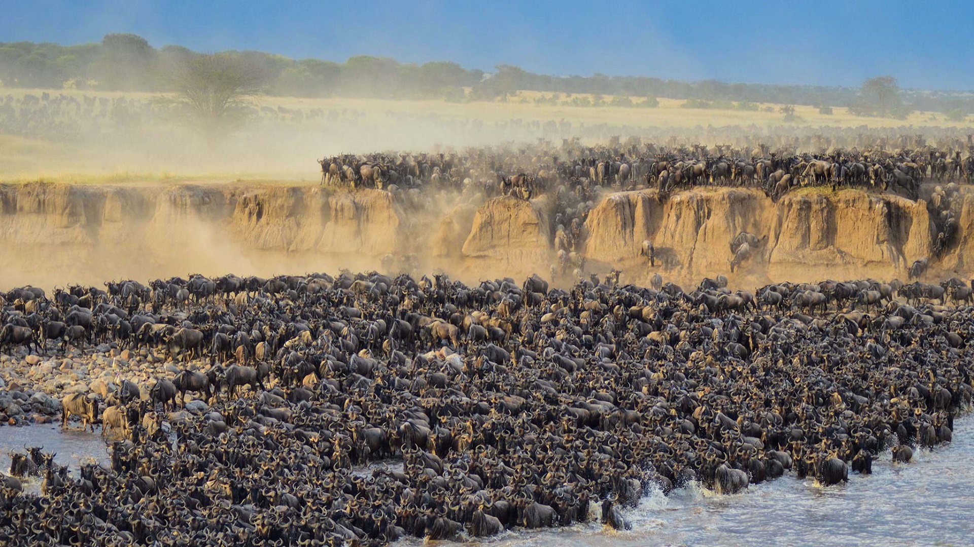 8 Days rivercrossing Wildebeest Migration